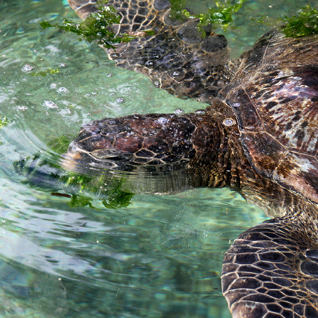 groene_zeeschildpad
